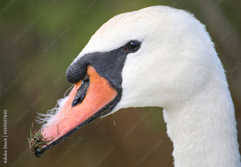 Fototapeta premium mute swan cygnus olor with grass and fluff on its beak