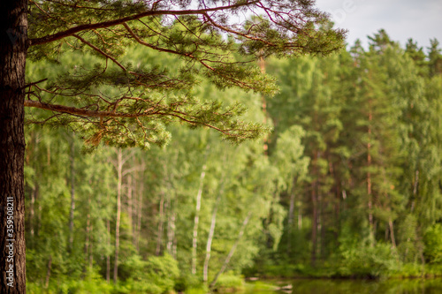 Wallpaper Mural The trunk and branches of a pine Torontodigital.ca