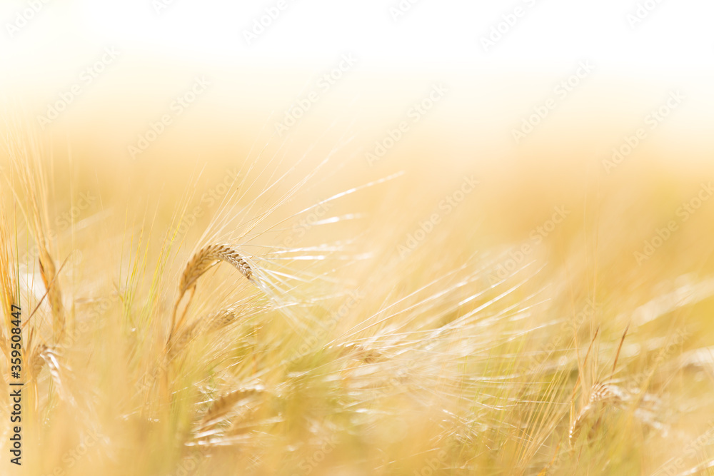 A wheat field, fresh crop of wheat, close-up. A wheat field, fresh crop of wheat, close-up.