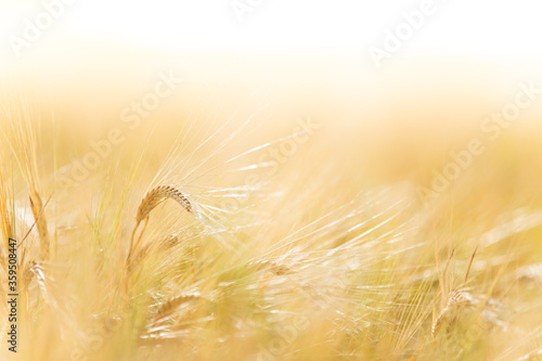 A wheat field, fresh crop of wheat, close-up.