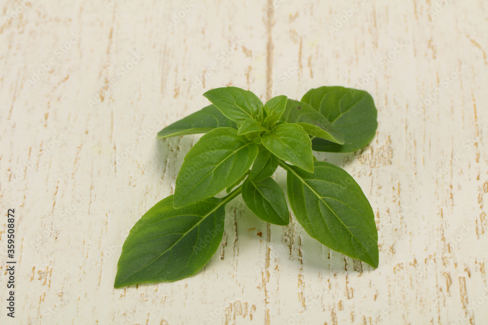 Fresh green Basil leaves - for cooking Fresh green Basil leaves - for cooking