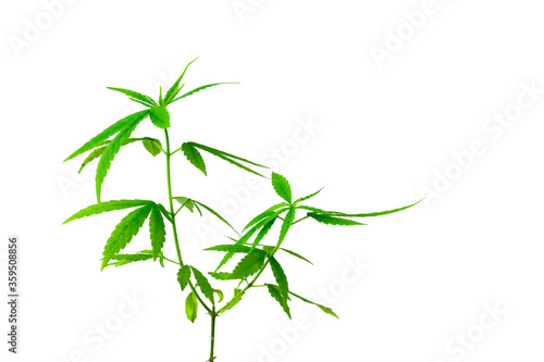 Fototapeta Naklejka Na Ścianę i Meble -  Selective focus cannabis, Close-up marijuana leaves, Cannabis seedlings with white background, Green hemp seedlings,Isolate Cannabis with clipping path
