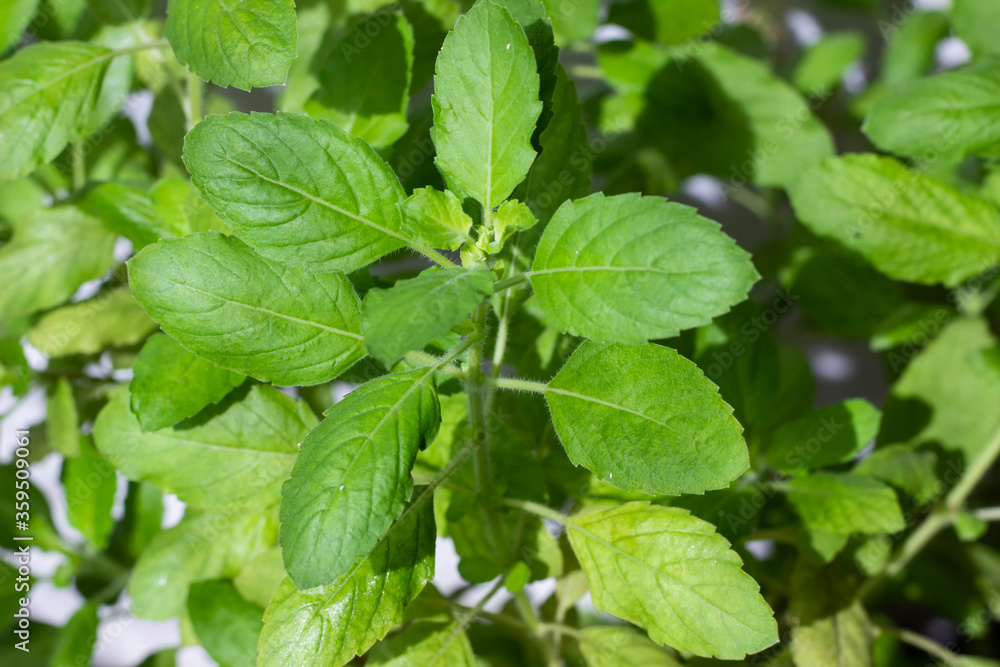 Close-up leaves are colored with soft sunlight. Close-up leaves are colored with soft sunlight.