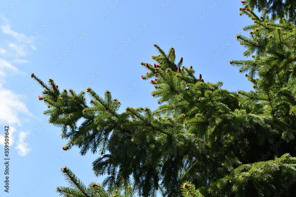 green spruce branches against the blue sky green spruce branches against the blue sky
