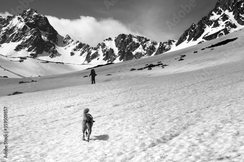 Dog and trekker on snowy plateau in high mountains at sunny day
