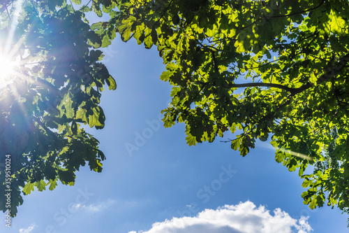 Summer sunny sketch with deciduous tree branches, blue sky and clouds. 