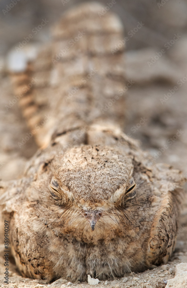 Obraz premium Egyptian Nightjar sleeping, Bahrain
