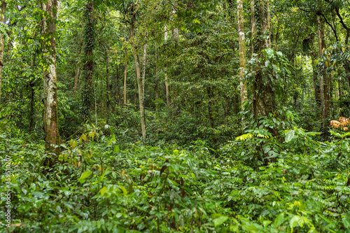 The Gunung Leuser National Park as part of the tropical Rainforest Heritage of Sumatra is a large, mostly mountainous region, billed as the largest wilderness area in Southeast Asia