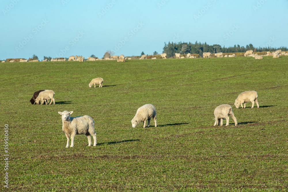 Beautiful landscape of the New Zealand - hills covered by green grass with herds of sheep with snow mountain. Beautiful landscape of the New Zealand - hills covered by green grass with herds of sheep with snow mountain.