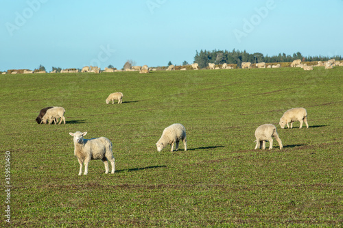 Beautiful landscape of the New Zealand - hills covered by green grass with herds of sheep with snow mountain.