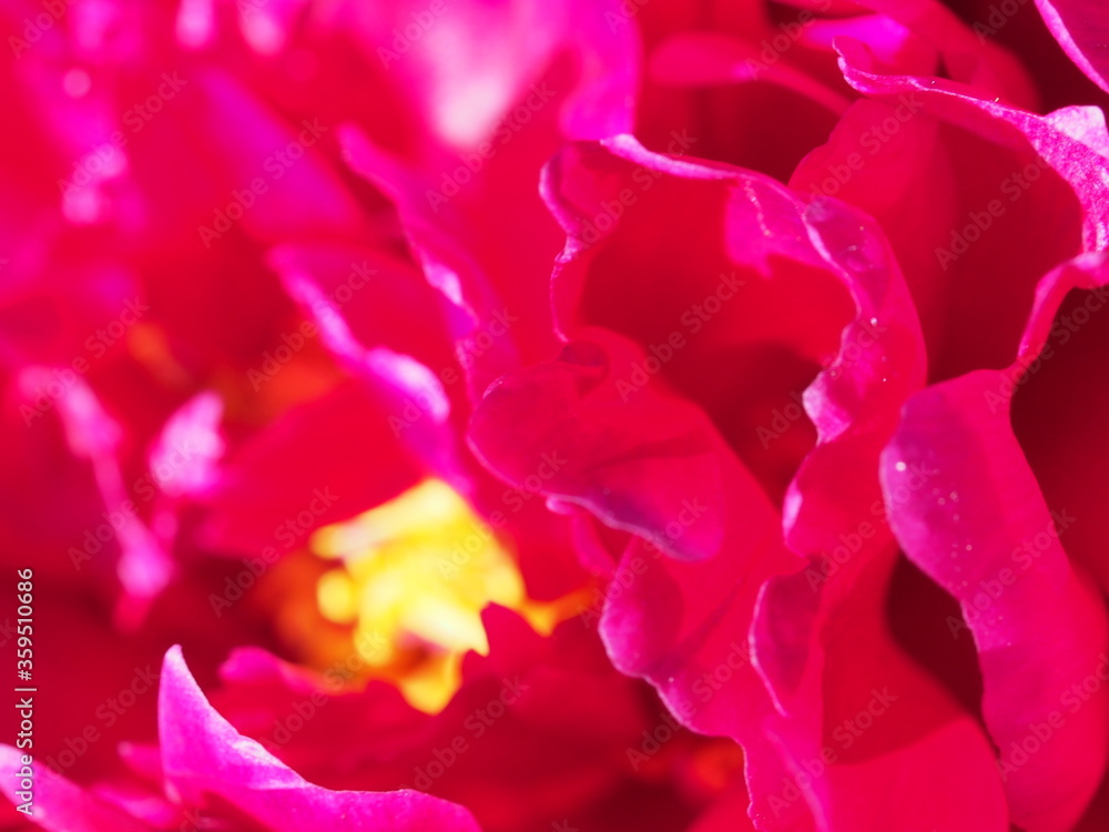 Abstract photography. The petals of the flower red peony. Abstract photography. The petals of the flower red peony.