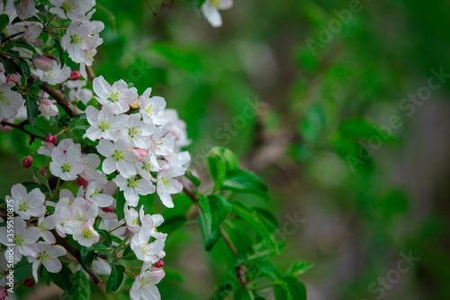 Environmentally friendly garden. Many white flowers and green leaves on branch of apple tree