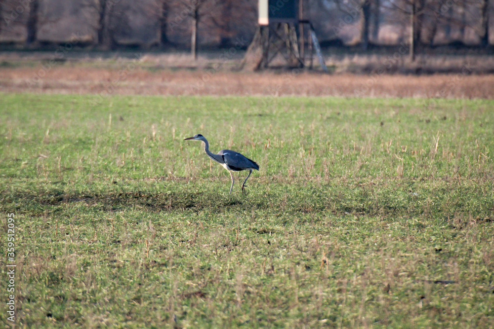 Portrait eines Graureihers