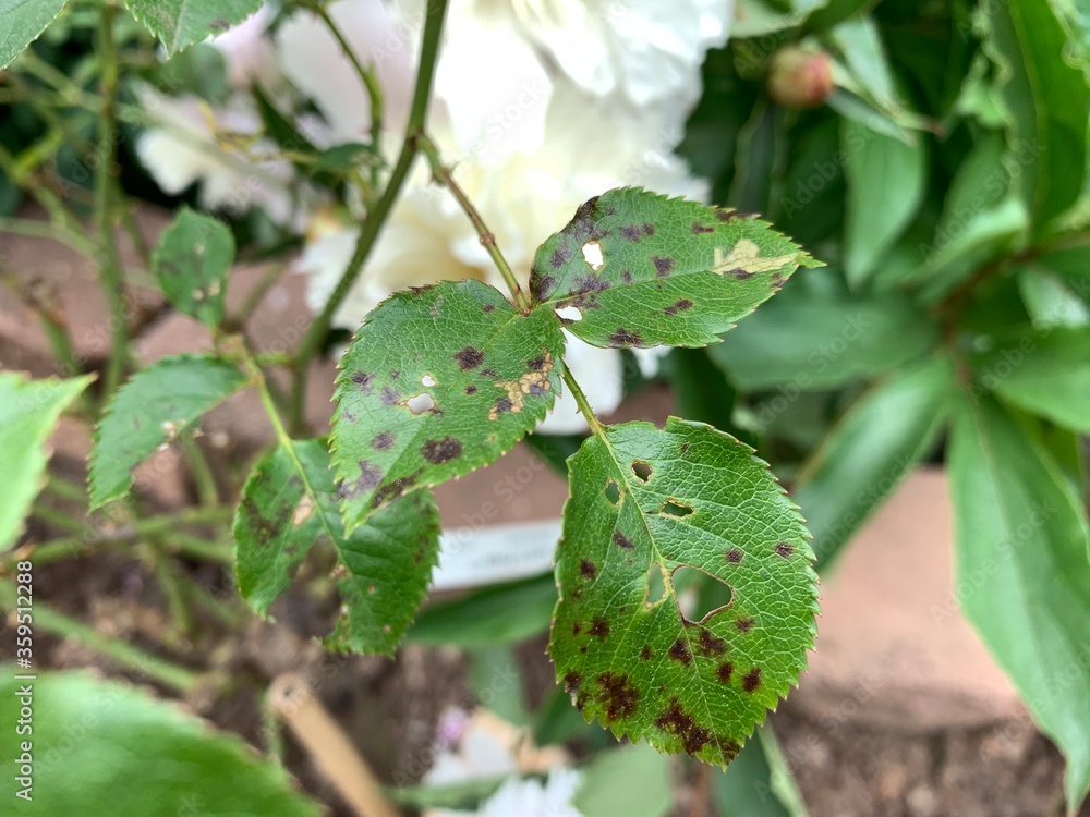 Black spot leaf fungus on rose bush targets leaves and creates holes in healthy foliage devastating the health of the plant and delays ability to create blooms and colorful flowers in the early summer Black spot leaf fungus on rose bush targets leaves and creates holes in healthy foliage devastating the health of the plant and delays ability to create blooms and colorful flowers in the early summer