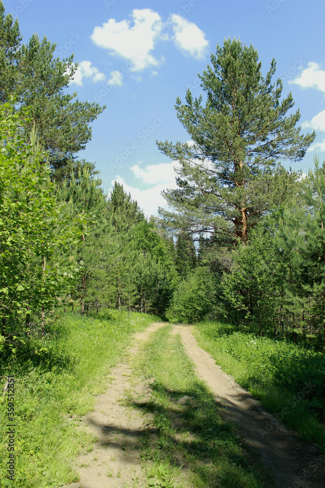 forest in the morning