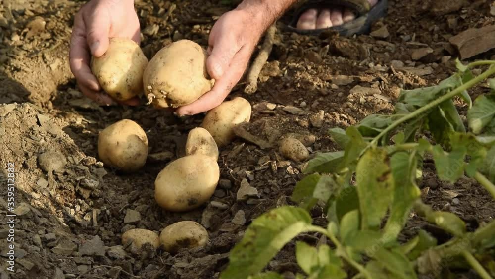 Home farming. Get out the new potatoes, biological healthy food ingredients
Home farming. Get out the new potatoes, biological healthy food ingredients