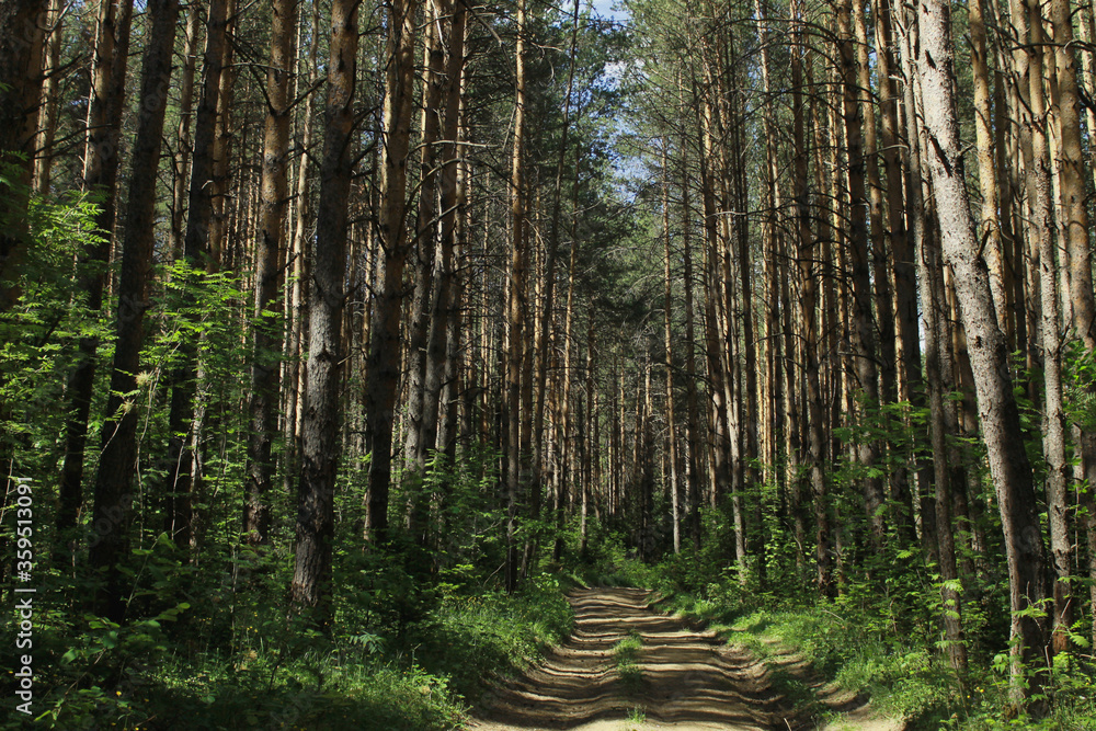 forest in the morning forest in the morning