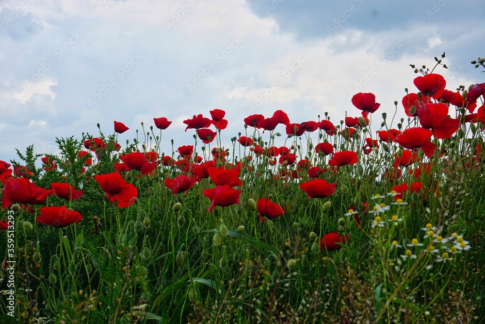 Naklejka premium field of poppies