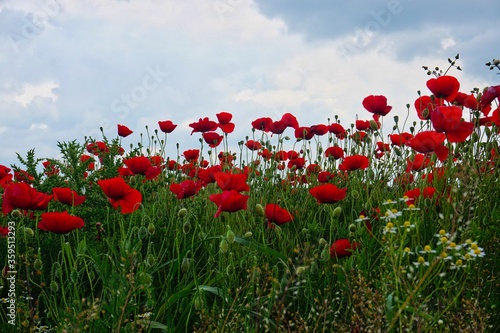 Fototapeta Naklejka Na Ścianę i Meble -  field of poppies