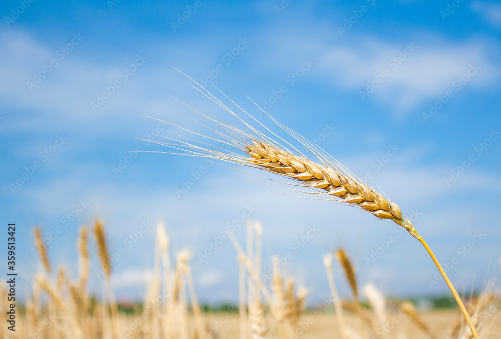 ear of wheat close-up on a background of blue sky on a sunny day ear of wheat close-up on a background of blue sky on a sunny day