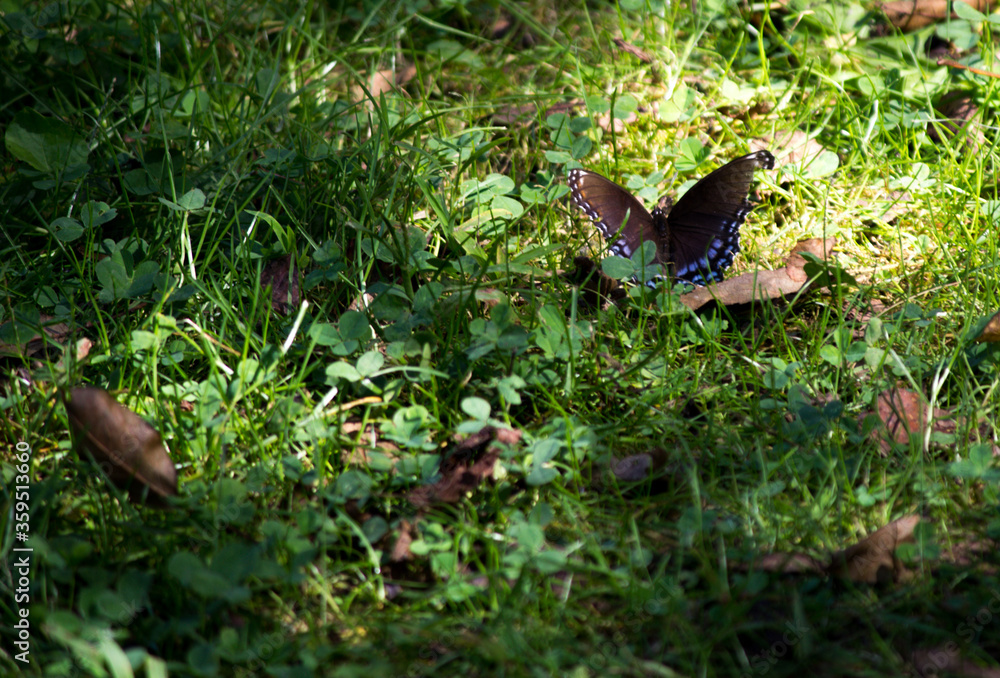 Butterfly Butterfly