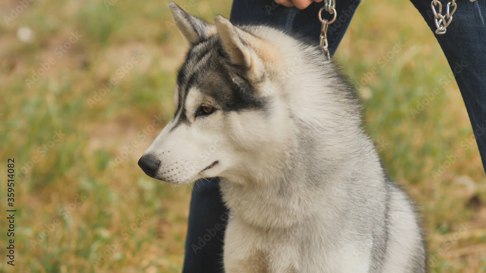 A dog of the Husky breed sits near its owner.