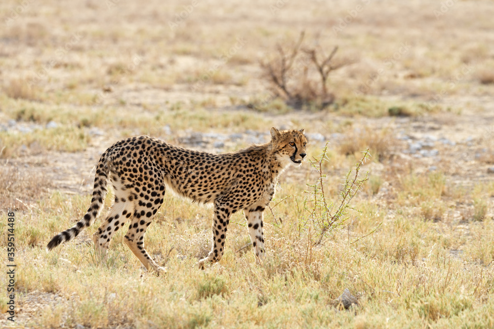 Young cheetah on the lookout in Etosha National Park, Namibia. Room for text. Young cheetah on the lookout in Etosha National Park, Namibia. Room for text.