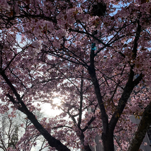 Cherry Blossoms blooming on trees on the campus of the University of Washington in Seattle