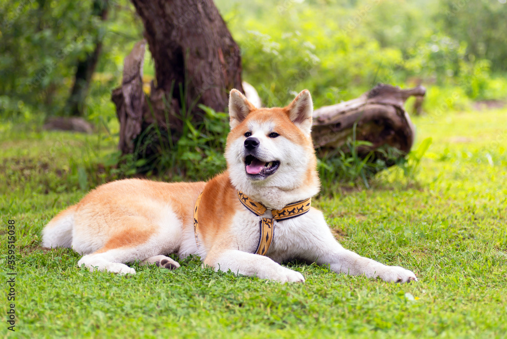 akita inu adult dog portrait  on the grass