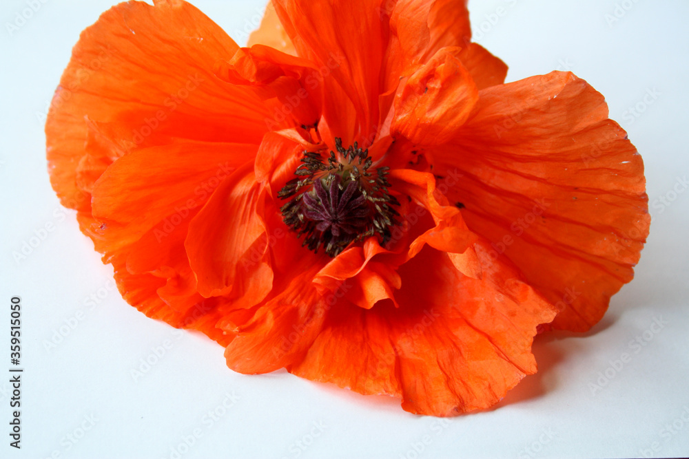 Flower of red decorative poppy on a white background. Selective focus. Red poppy close up from above horizontal. Flower of red decorative poppy on a white background. Selective focus. Red poppy close up from above horizontal.