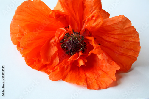 Flower of red decorative poppy on a white background. Selective focus. Red poppy close up from above horizontal.
