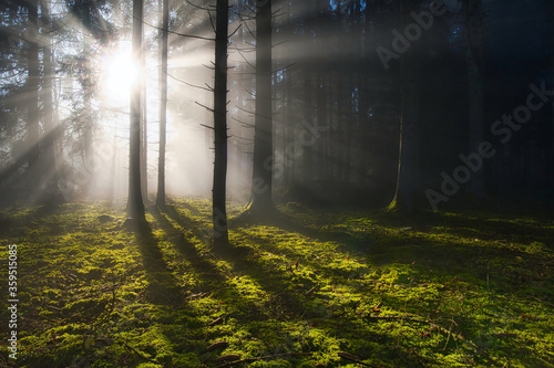 Wald mit Sonnenstrahlen durchflutet