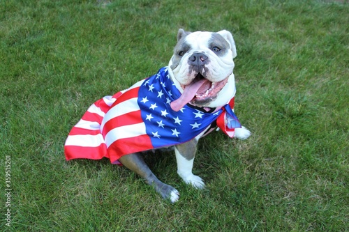 Patriotic dog USA flag celebrate, fourth of july, american, stars and stripes, english bulldog