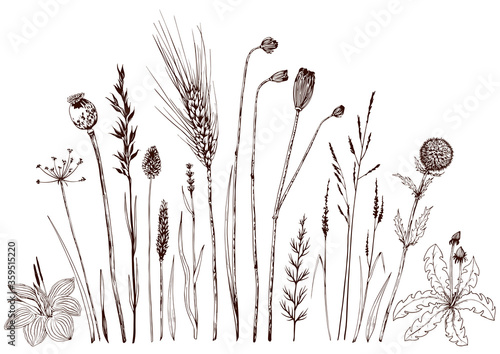 Slika na platnu Set of wild herbs and flowers.