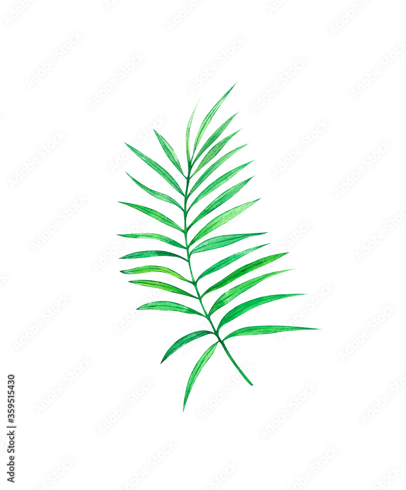 Watercolor green palm tree leaf isolated on white background