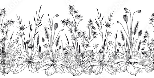 Seamless horizontal background with wild herbs and flowers.