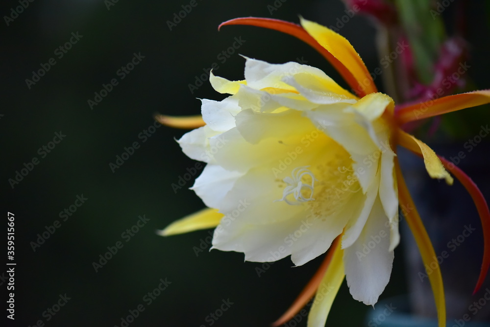 Fototapeta premium yellow flower with dew