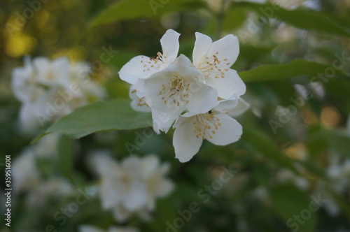 beautiful white jasmine flowers in summer