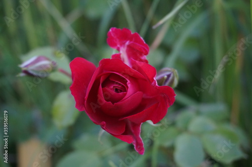 red rose flower in the park