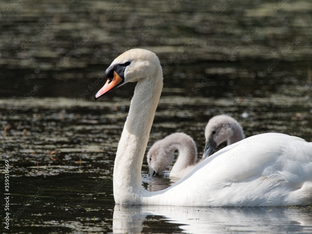 Fototapeta premium A mute swan (Cygnus olor) adult swimming with its new born cygnets a lake at Daisy Nook country Park, Oldham