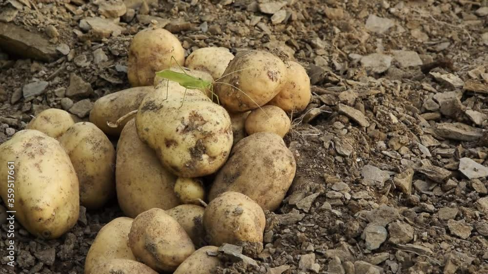 Raw fresh potatoes on the soil, healthy country food ingredients
Raw fresh potatoes on the soil, healthy country food ingredients