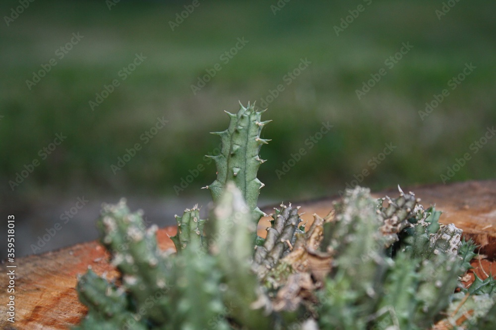 Fototapeta premium Cactos