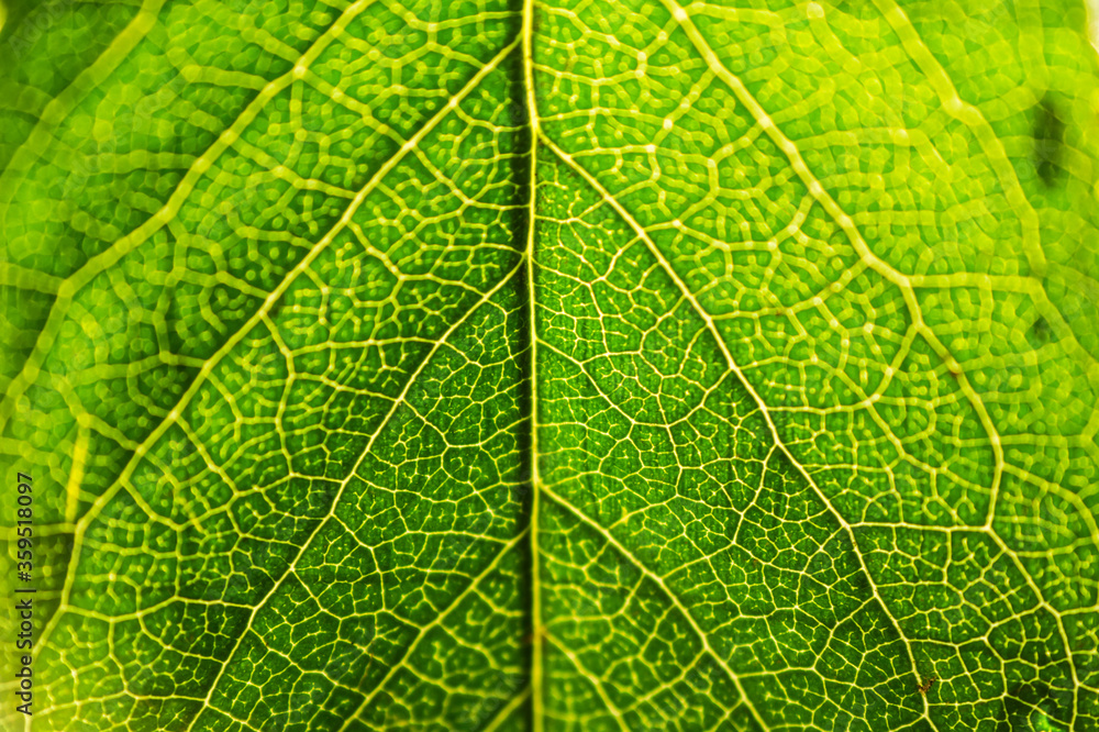 Green leaf structure close up. Green leaf structure close up.