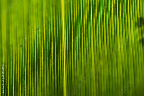 Green leaf structure close up.