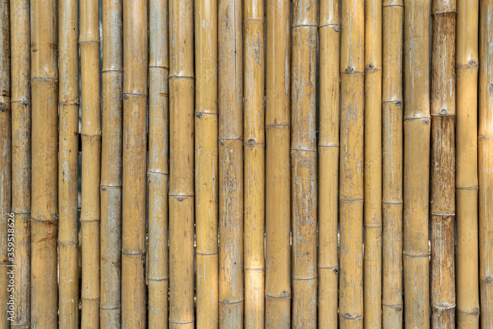 Fototapeta premium Bamboo wall or Bamboo fence texture background