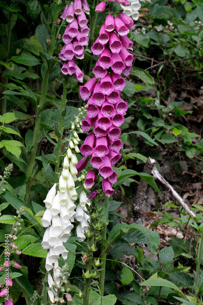 Foxglove, Digitalis purpurea, Digitalis grandifloria, Thuringia, Germany, Europe Foxglove, Digitalis purpurea, Digitalis grandifloria, Thuringia, Germany, Europe