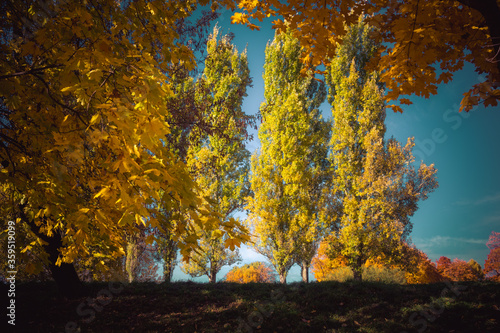 Bright yellow trees in Kolomenskoye park  Moscow  Russia