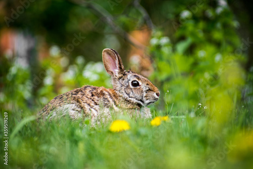 Wild Bunny Rabbit