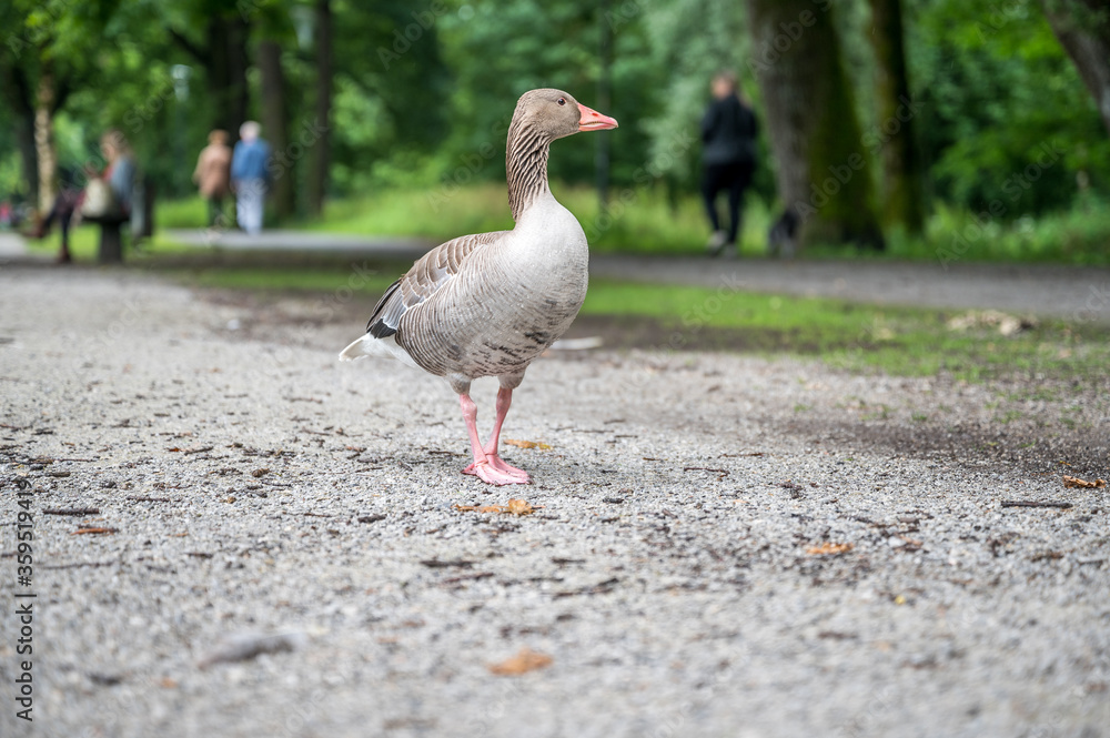Graugans auf Schotterweg Graugans auf Schotterweg