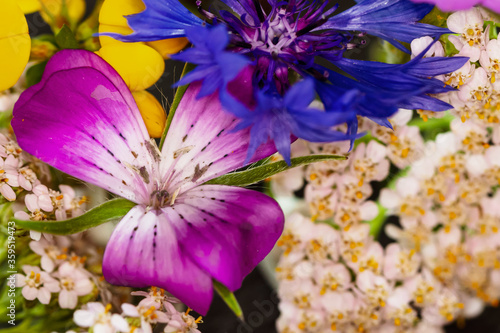 Wild summer flowers photo